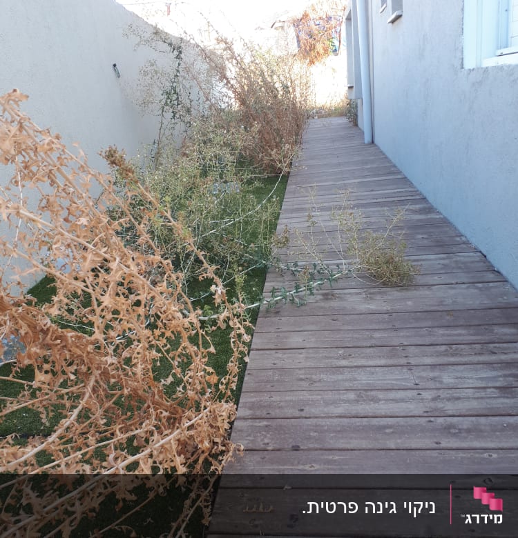 עשבים יבשים לצד שביל עץ בגינה